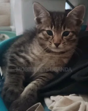 1-3 months Female Purebred Bengal