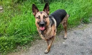 6-12 months Male Purebred German Shepherd