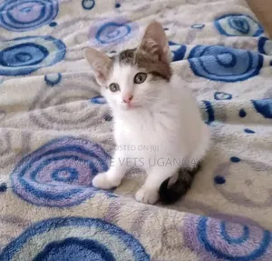 0-1 month Female Purebred Burmese