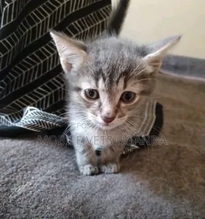 1-3 months Female Purebred Bengal