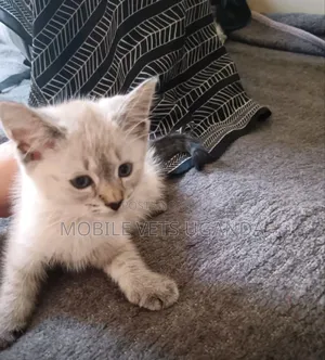 0-1 month Female Purebred British Shorthair