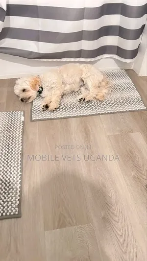 3-6 months Female Purebred Maltese