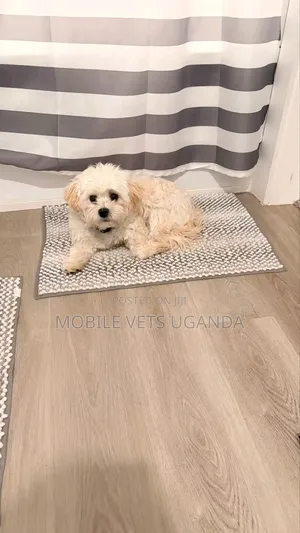 0-1 month Male Purebred Maltese