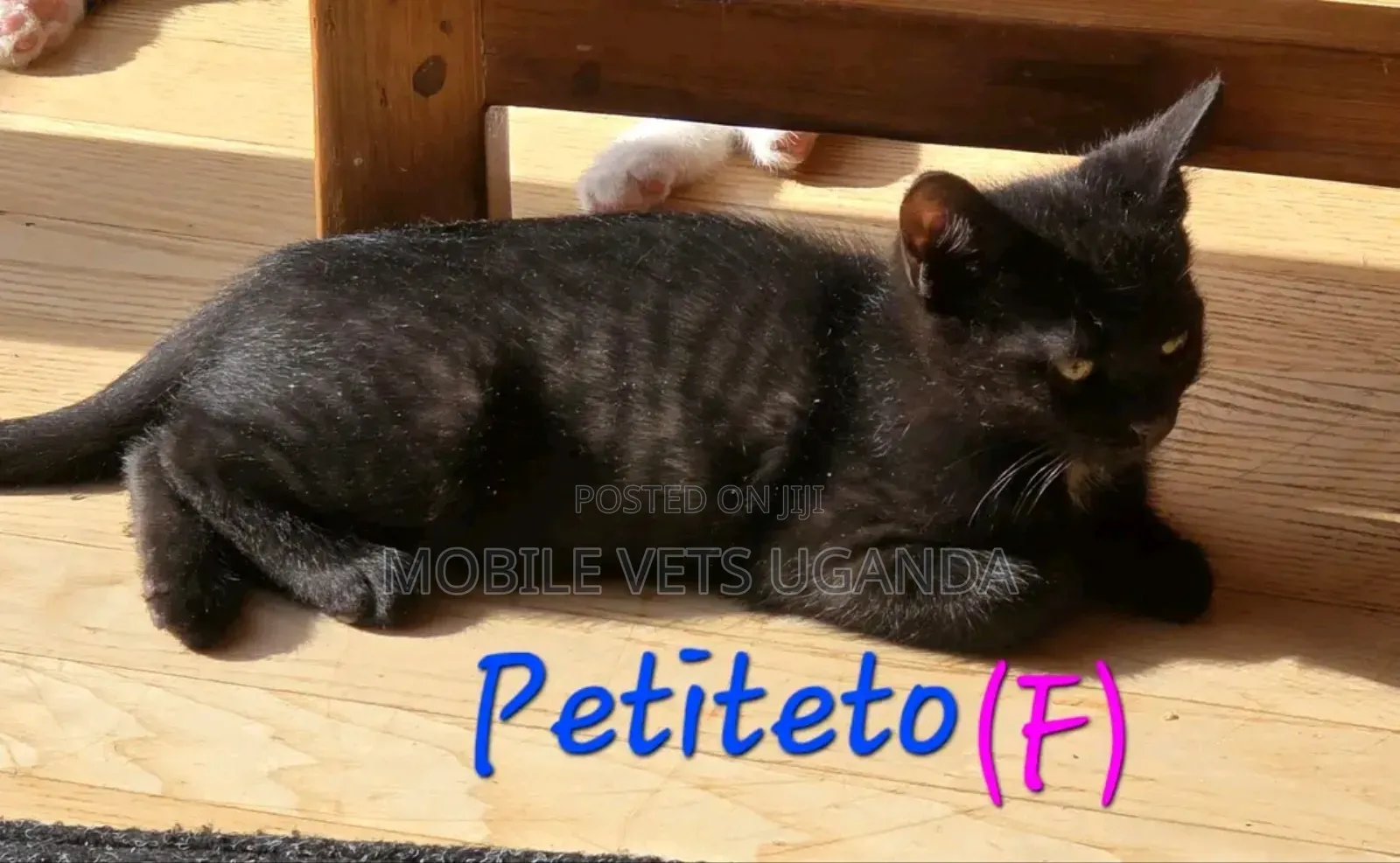3-6 months Female Purebred Birman