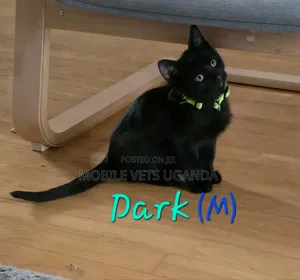 1-3 months Male Purebred Nebelung