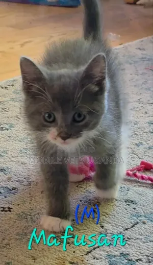 1-3 months Male Purebred Abyssinian