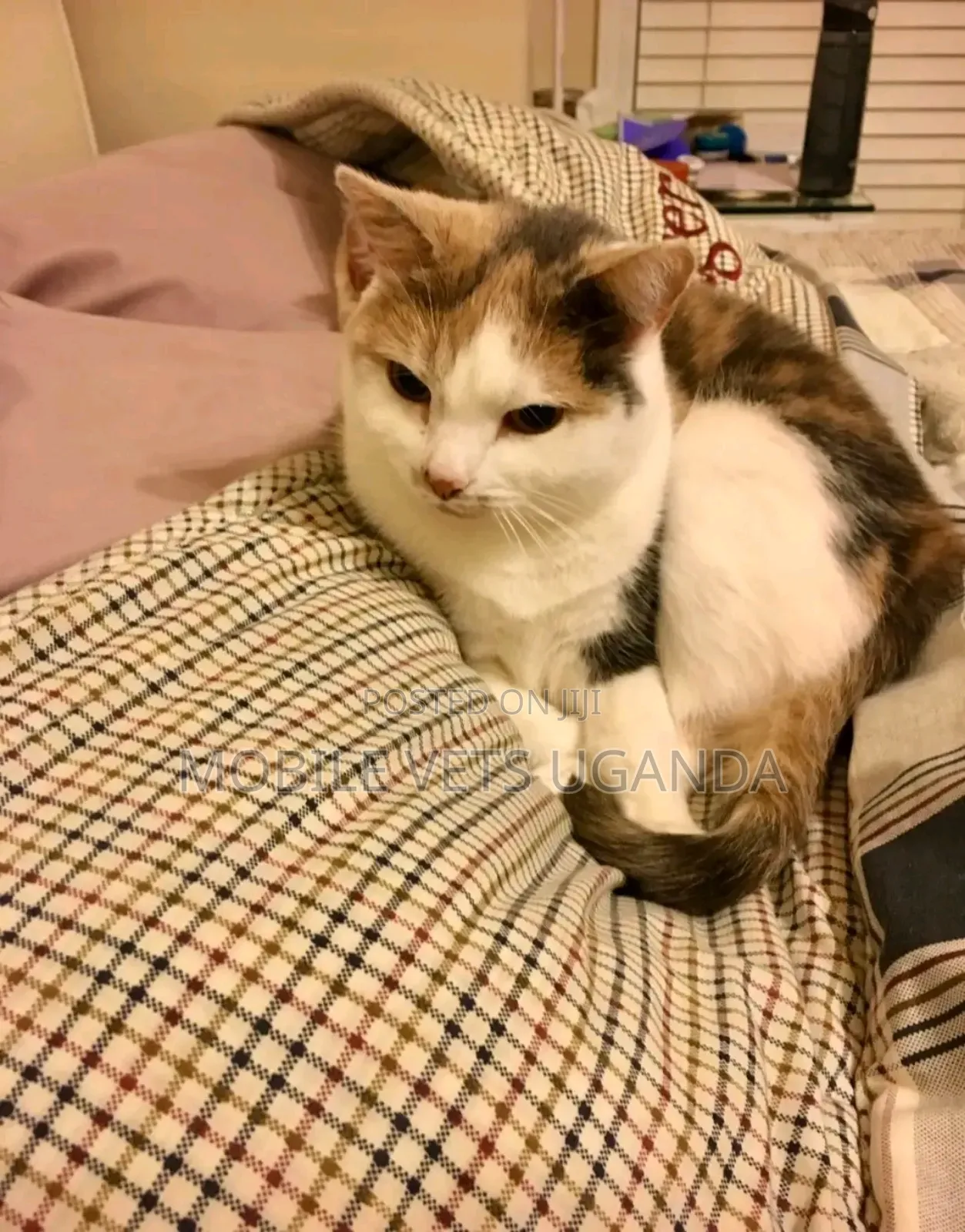 3-6 months Female Purebred Devon Rex