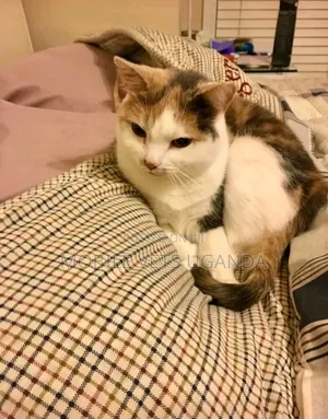3-6 months Female Purebred Devon Rex