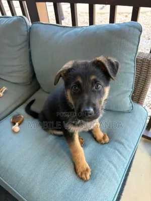 3-6 months Female Purebred German Shepherd