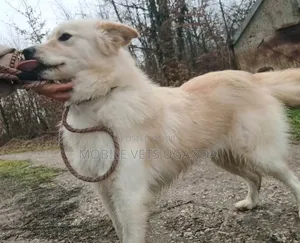 3-6 months Female Purebred Japanese Spitz