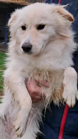 6-12 months Female Purebred Japanese Spitz