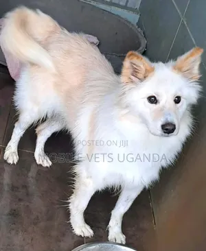 6-12 months Male Purebred Japanese Spitz