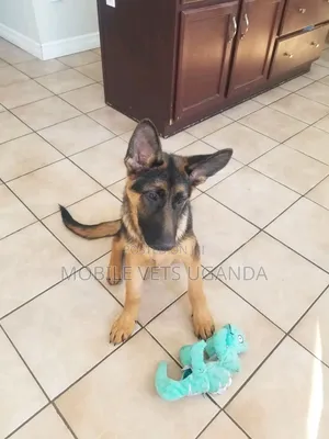 3-6 months Female Purebred German Shepherd