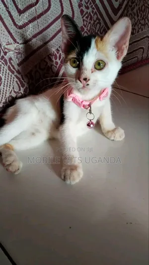 1-3 months Male Purebred European Burmese