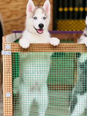 3-6 months Male Purebred Siberian Husky