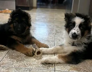 1-3 months Male Purebred German Shepherd
