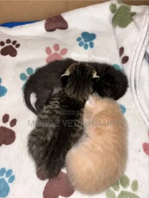 0-1 month Male Purebred Devon Rex