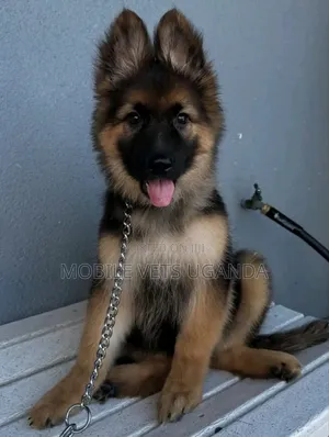 1-3 months Female Purebred German Shepherd