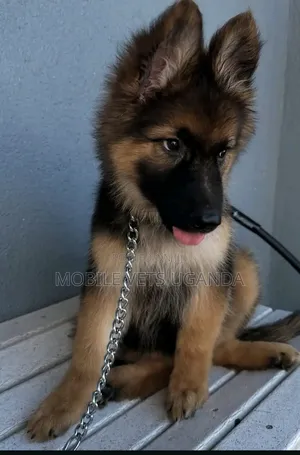 3-6 months Female Purebred German Shepherd
