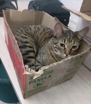 6-12 months Male Purebred Bengal