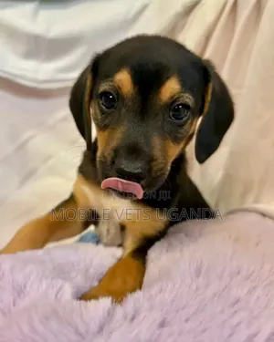 0-1 month Male Purebred Dachshund