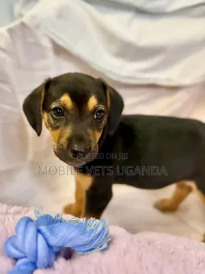 1-3 months Male Purebred Dachshund