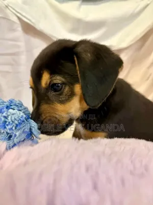 0-1 month Female Purebred Dachshund