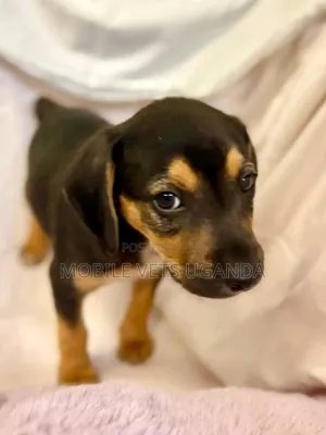 0-1 month Male Purebred Dachshund