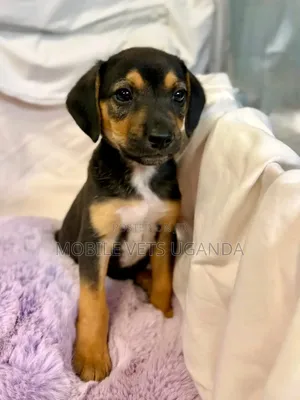 3-6 months Female Purebred Dachshund