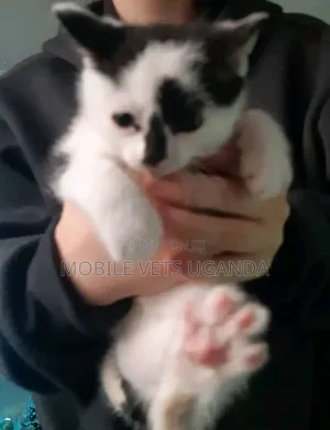 1-3 months Male Purebred American Curl