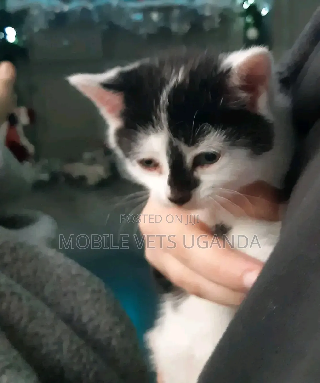 1-3 months Female Purebred Birman