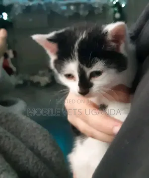 1-3 months Female Purebred Birman