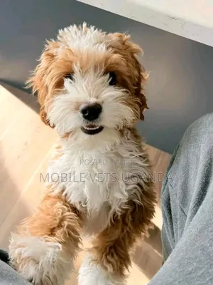 1-3 months Male Purebred Maltese