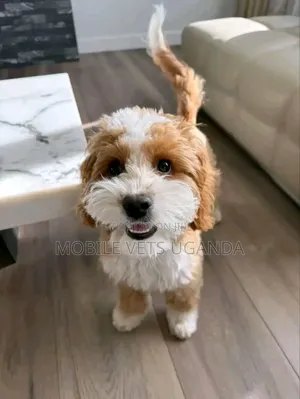 0-1 month Female Purebred Maltese
