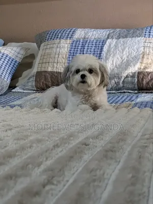 1-3 months Male Purebred Maltese