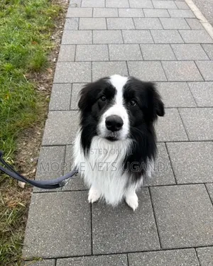 3-6 months Male Purebred Japanese Spitz