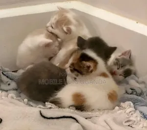0-1 month Male Purebred American Shorthair