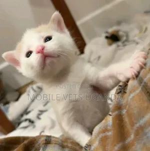 0-1 month Female Purebred Oriental