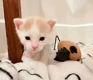 0-1 month Female Purebred Ragamuffin