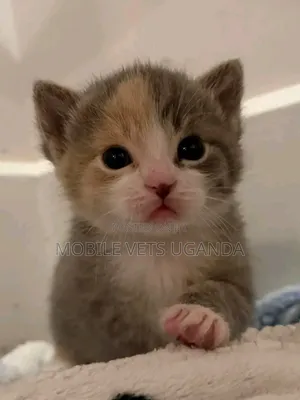 1-3 months Female Purebred Tabby