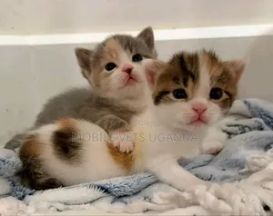 0-1 month Male Purebred Burmilla