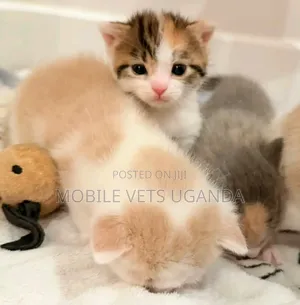 1-3 months Female Purebred Cornish Rex