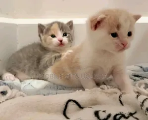 0-1 month Male Purebred Maine Coon