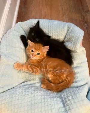 3-6 months Male Purebred Egyptian Mau