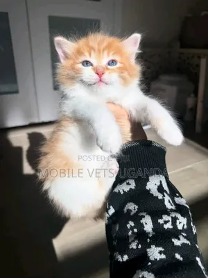 1-3 months Female Purebred Oriental