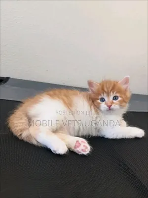 1-3 months Male Purebred Abyssinian
