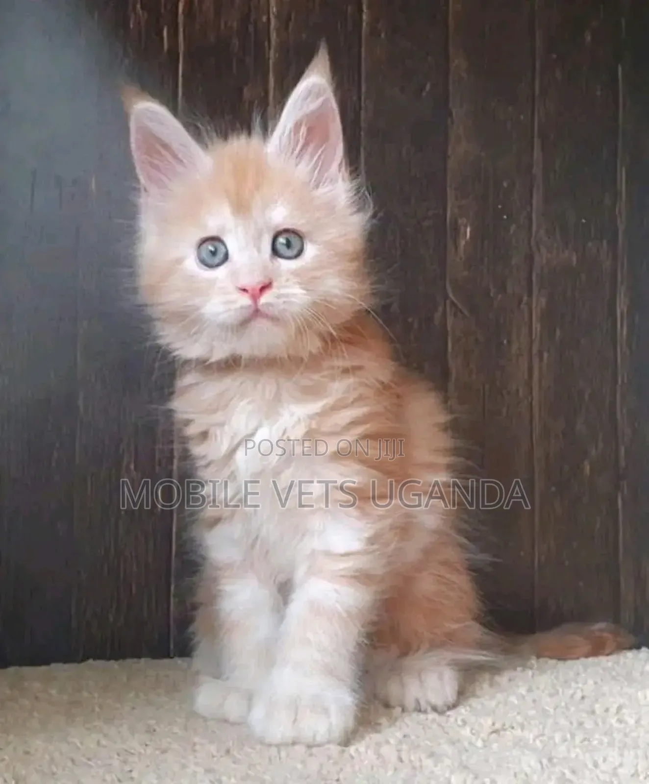 3-6 months Female Purebred Ragamuffin