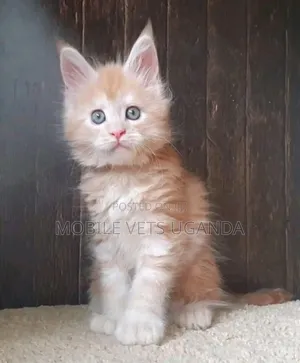 3-6 months Female Purebred Ragamuffin