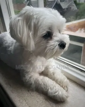 3-6 months Female Purebred Maltese