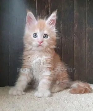 3-6 months Male Purebred Nebelung